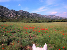 France-Provence-Provence to Camargue Mediterranean Ride